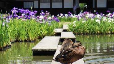 ランド ビュー / 11