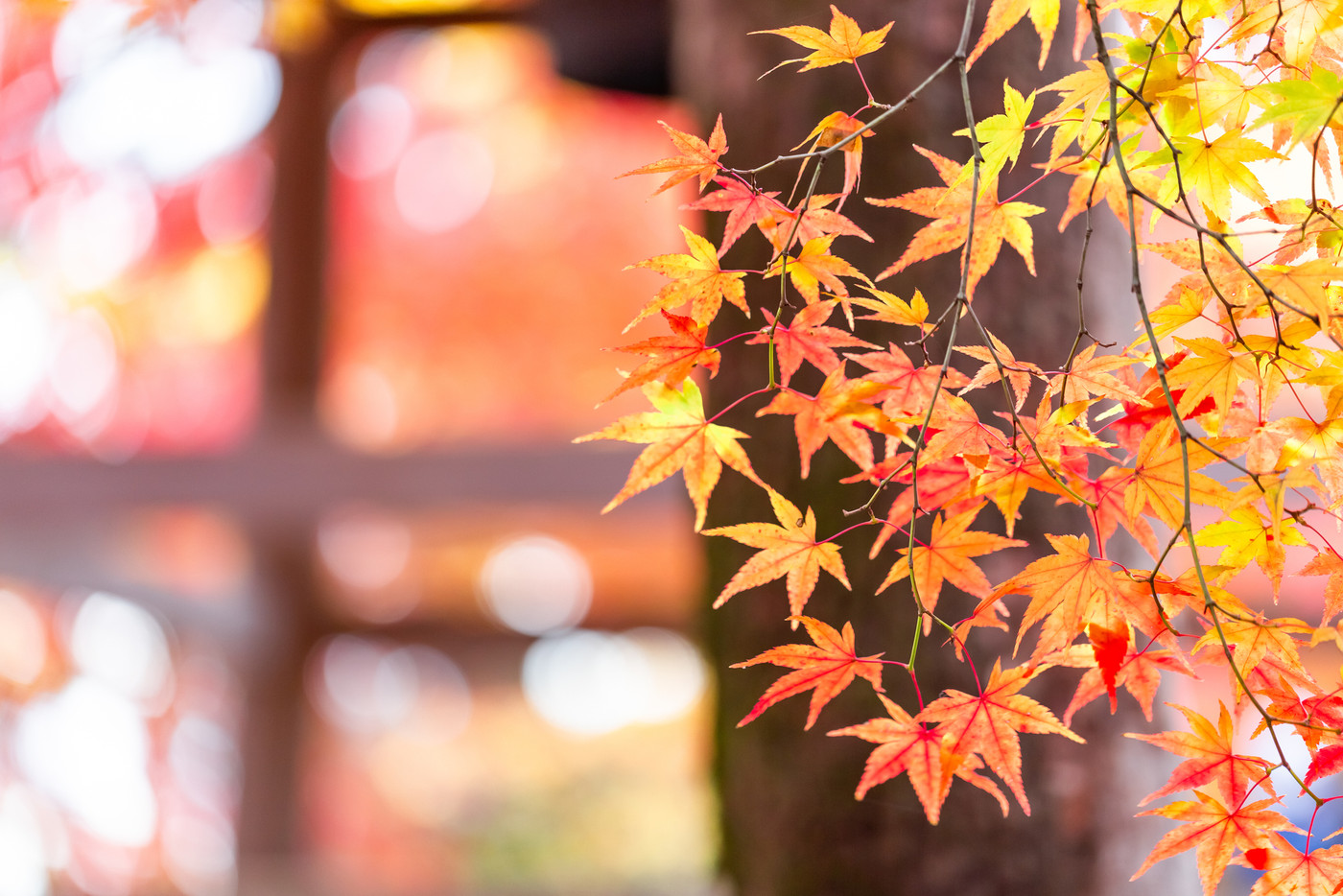 色付いたたくさんの紅葉