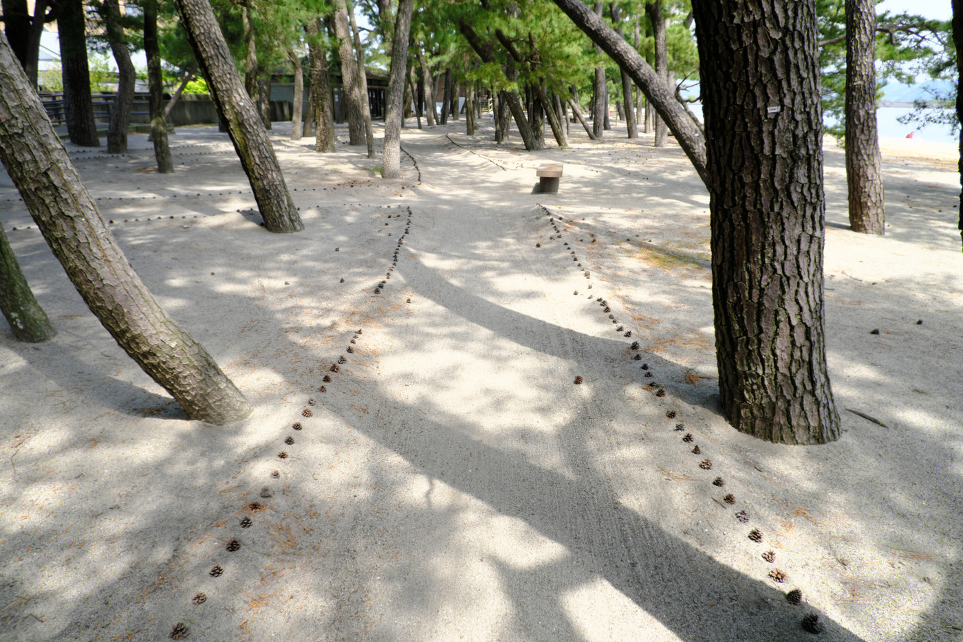 松ぼっくりの道がある重富海岸
