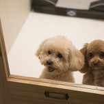 神戸のペットと泊まれるホテル7選｜愛犬愛猫と旅しよう♪