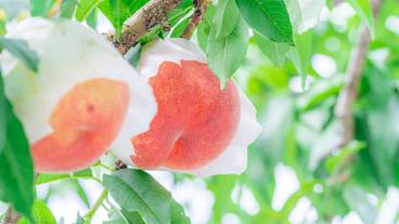 フルーツ公園　桃 / 1