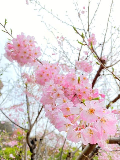hi_sa_mi_kさんの写真 / 2