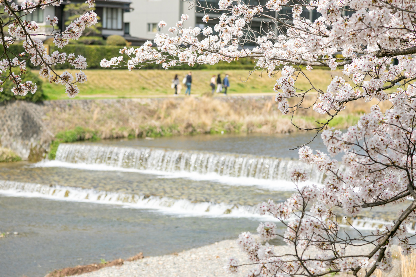 京都の鴨川沿いの桜