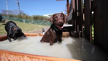 ペット用設備・サービス / 4