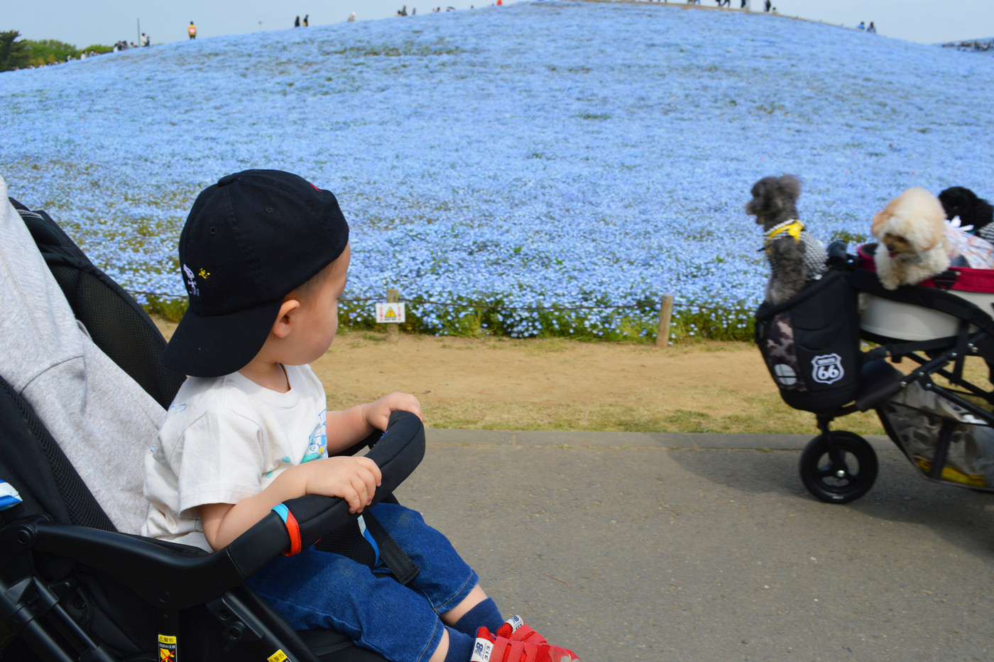 ひたち海浜公園のネモフィラを眺める幼児と犬の後ろ姿