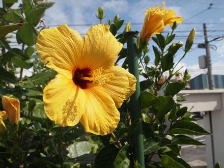 Rental Villa Luana Waioli / 3