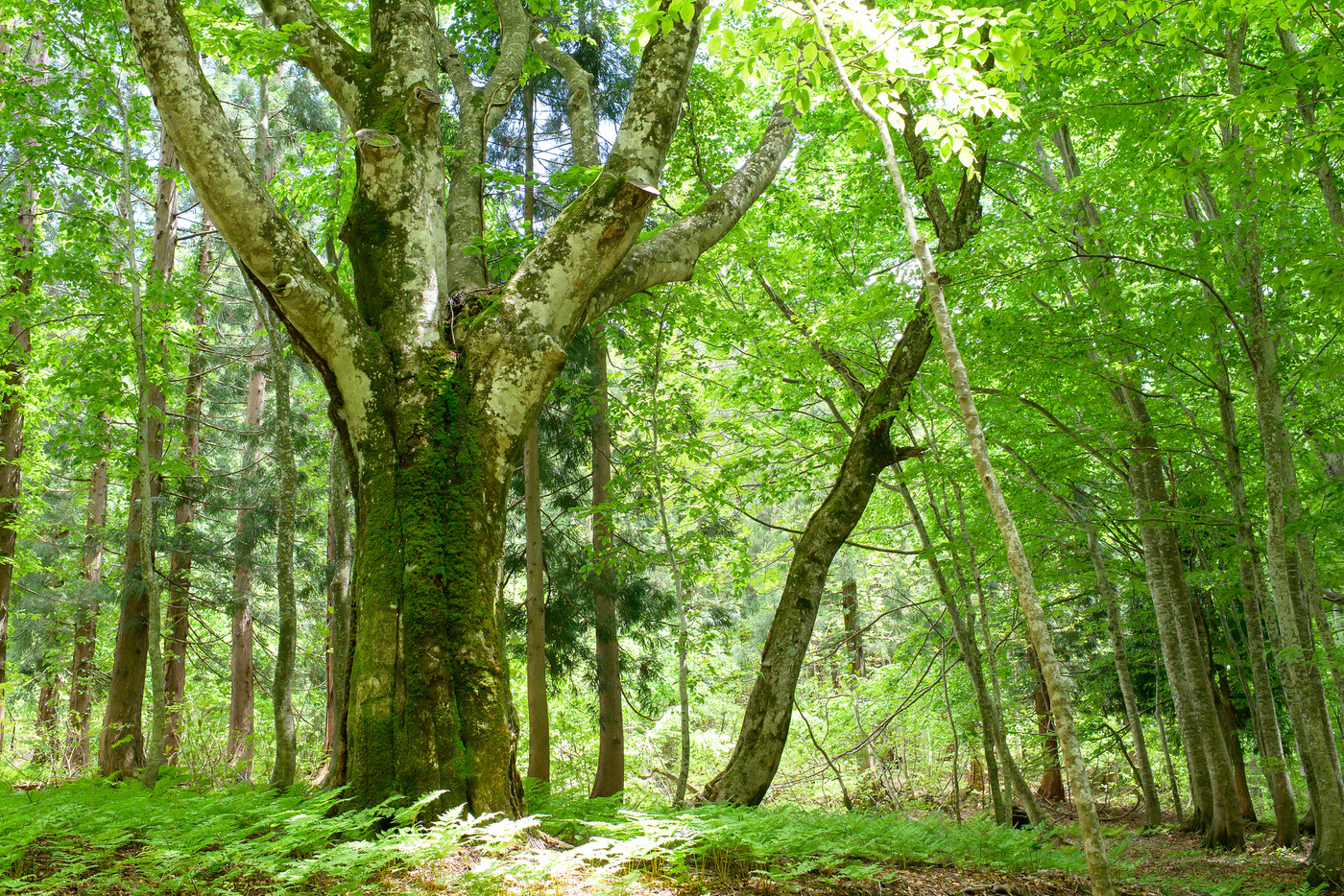 ブナ巨木が出迎える岳岱自然観察教育林　秋田県