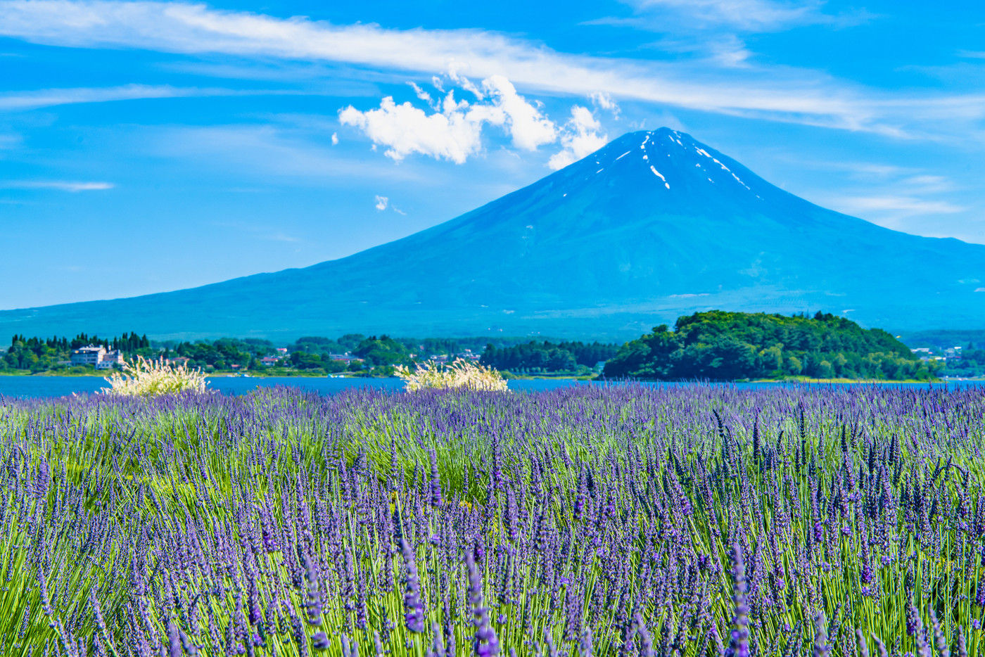 富士山とラベンダー　～河口湖大石公園～