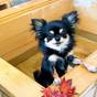 【さき楽90｜1泊2食】地産地消会席で愛犬と贅沢なくつろぎを。＜猫ちゃん・うさぎさん歓迎＞ | 鬼怒川 絆