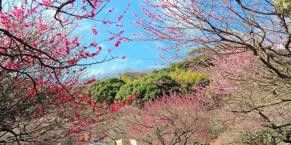 ランド ビュー