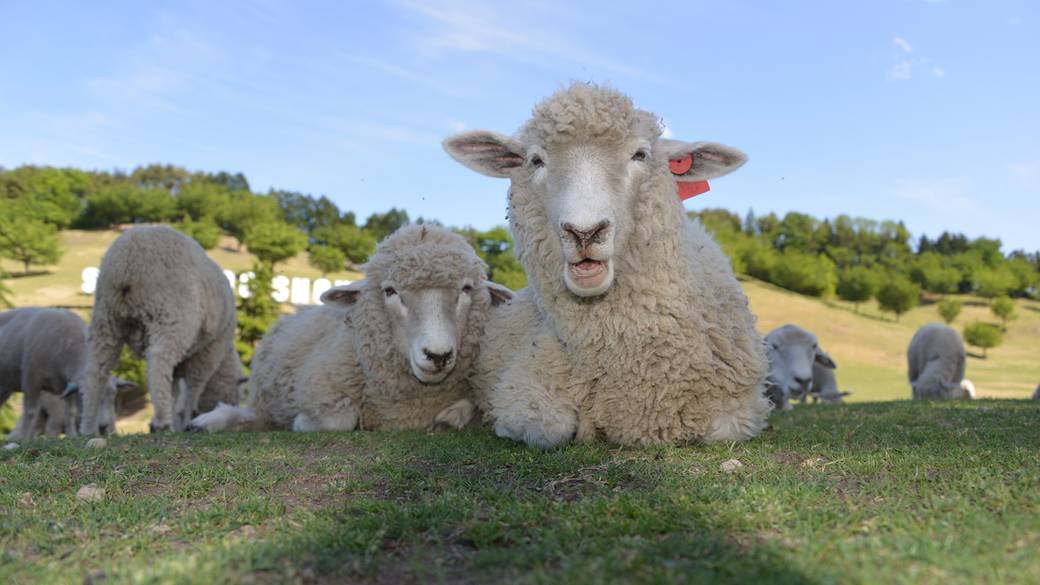 関東有数の巨大牧場で
自然と動物に癒される / 1