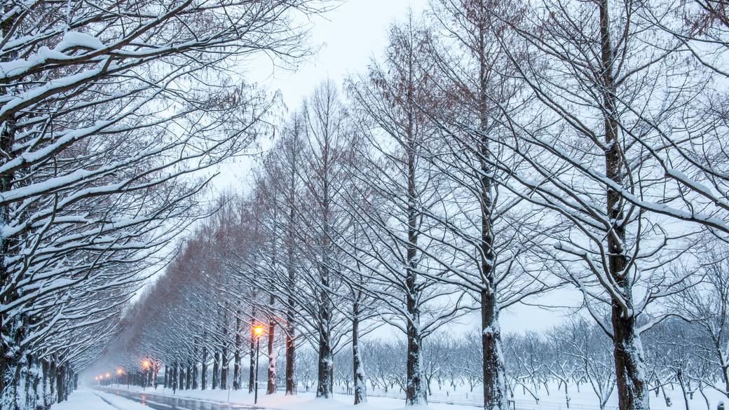 メタセコイア並木道 冬 / 4