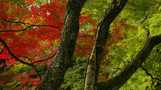 [紅葉]和室 禁煙 半露天風呂(3名宿泊時は布団追加)