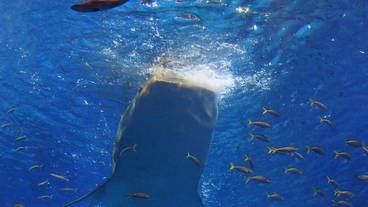 子供用の遊び場 - 屋内 / 13