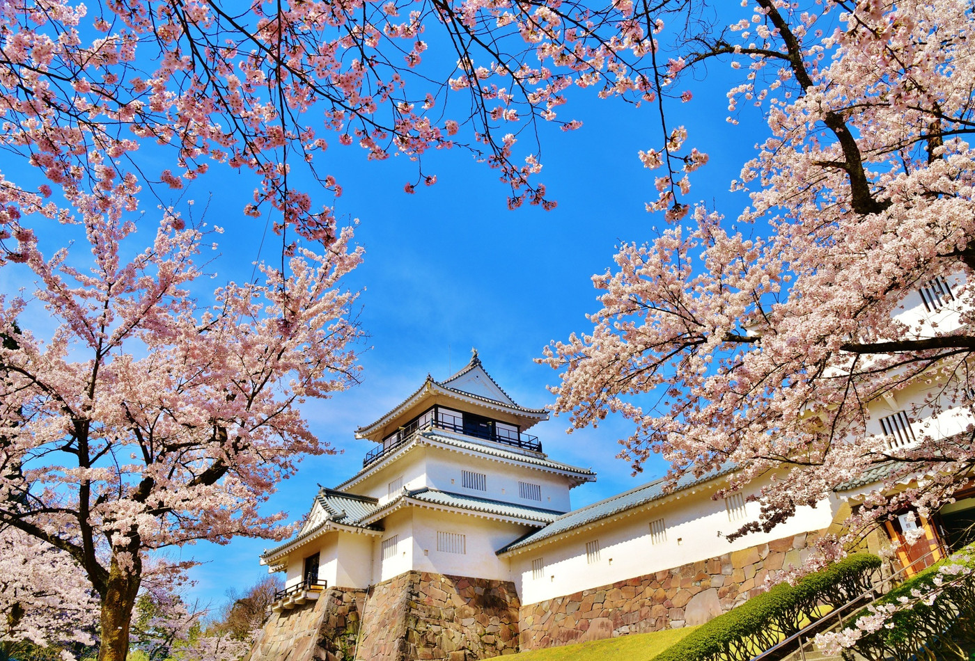 長岡城・長岡市郷土史料館の桜