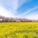 【全国】ピンク×黄色のコラボが素敵！幸せな気持ちになれる花の絶景スポット10選