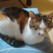 三幸旅館（新潟県 旅館） / 3