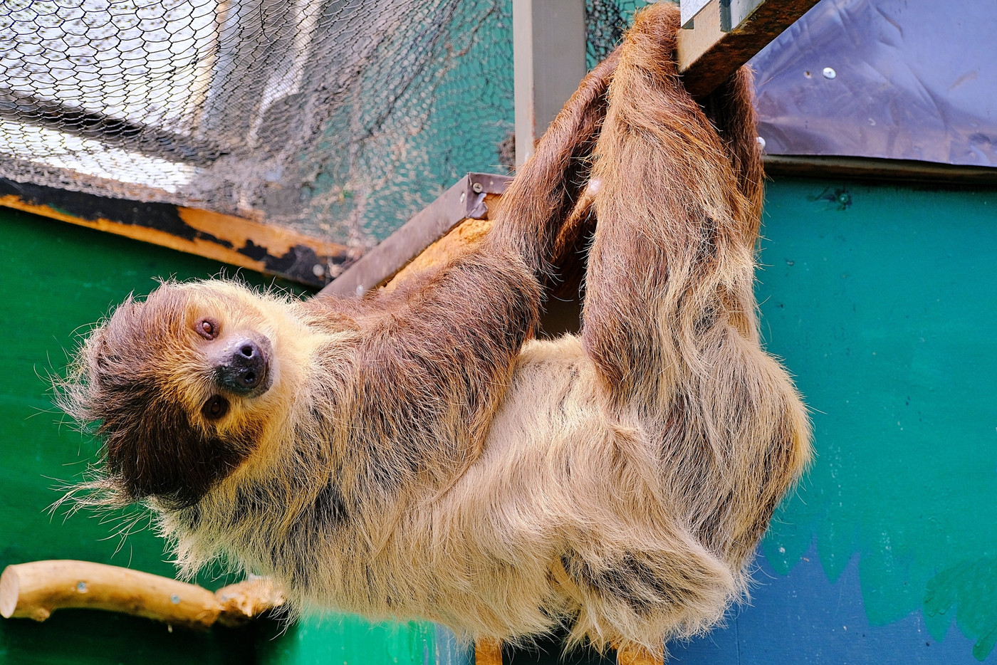 おすすめ観光地♪動物との触れ合いが楽しい「ノースサファリサッポロ」3521602