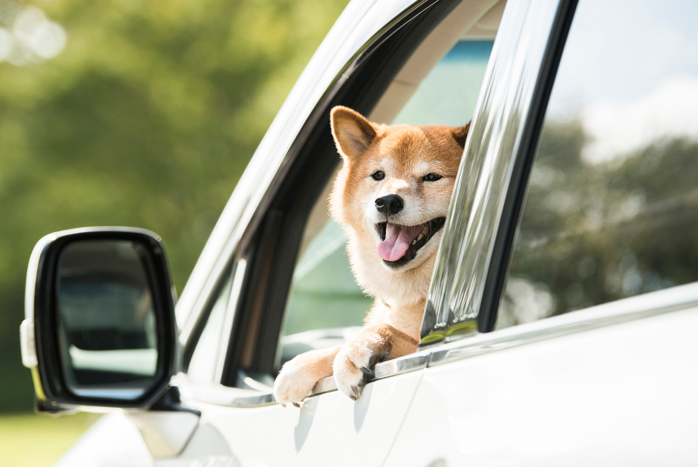 犬　車　ドライブ