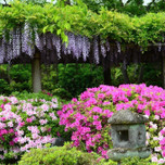 京の初夏を鮮やかに彩る♪京都市内の「つつじ・さつき」の名所