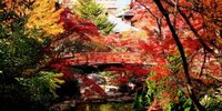【広島県】秋は安芸の宮島へ！紅葉狩り＆運気アップを楽しむ旅