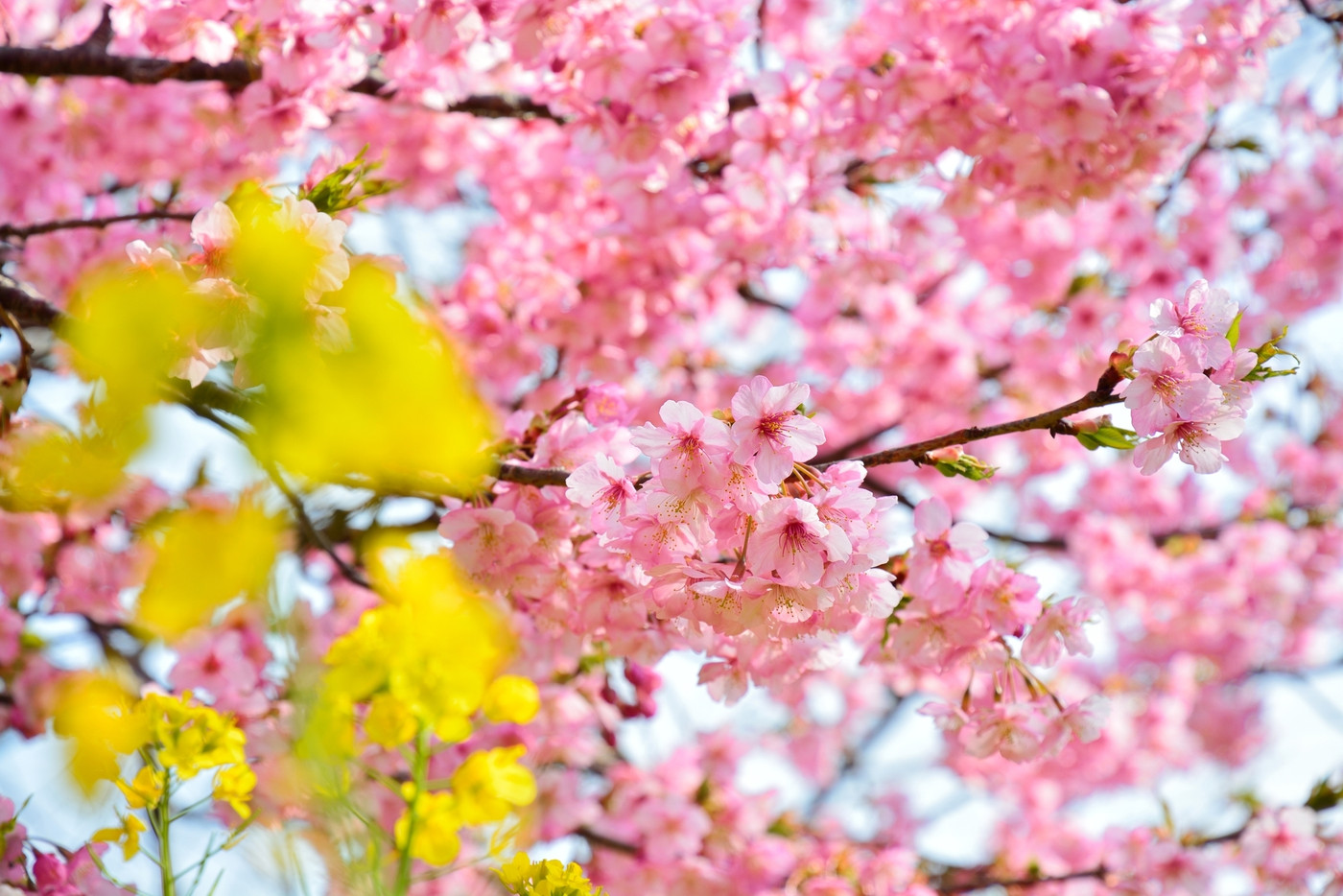 例年2月～3月に見ごろを迎える「河津桜」2057283