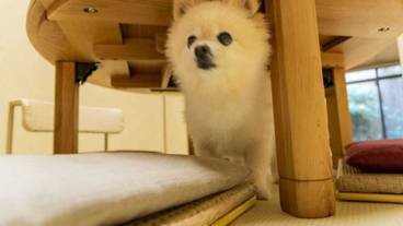 ペット同伴可 / 6