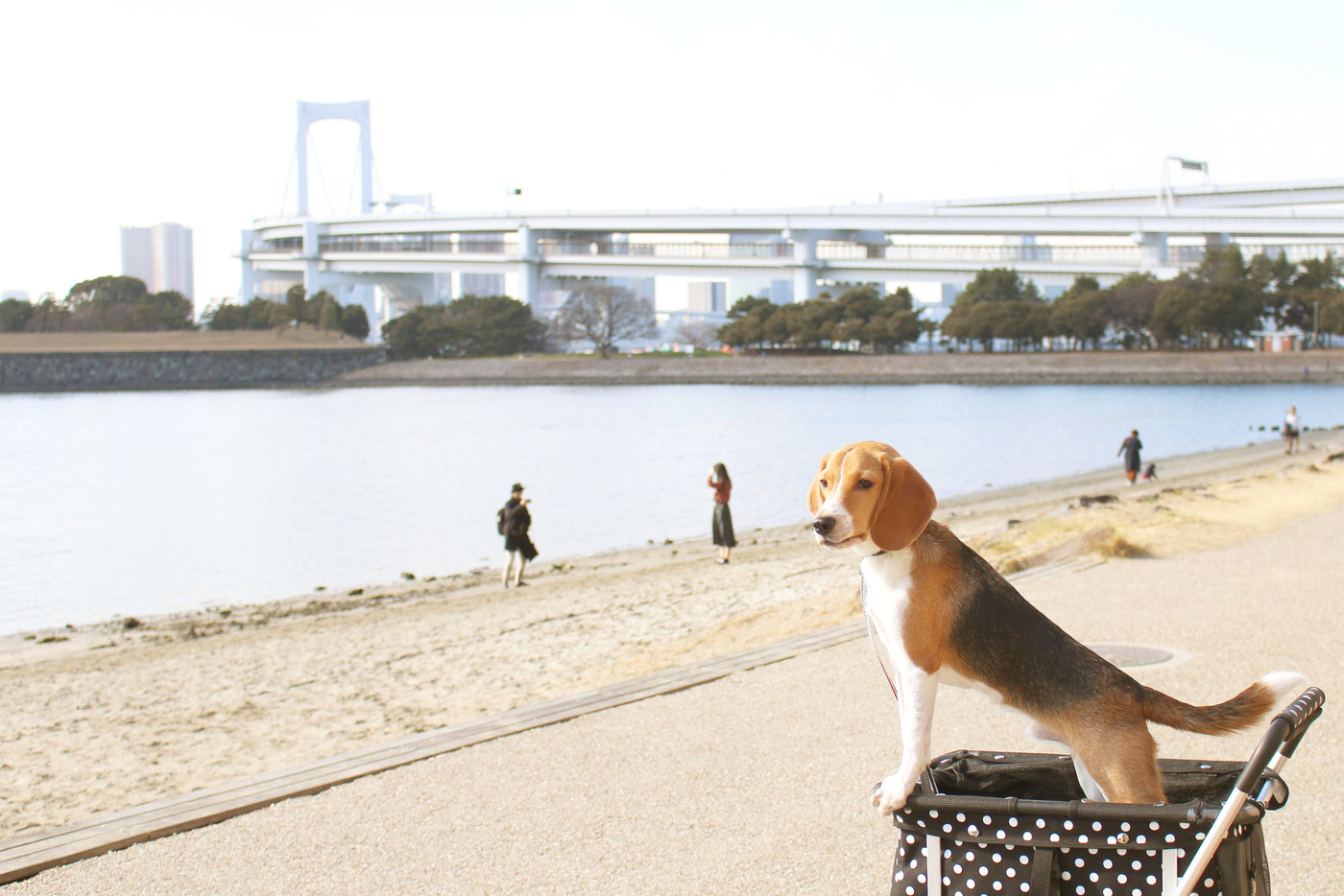 お台場散歩のビーグル犬