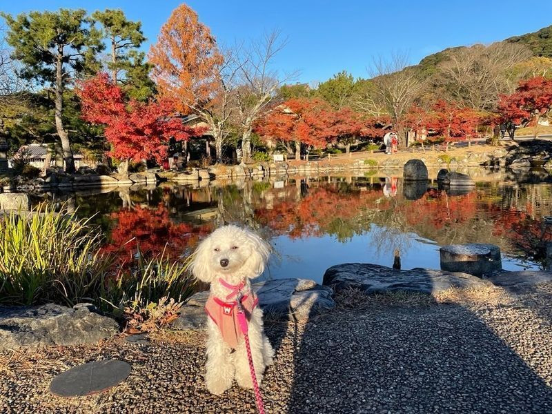 toy_poo_hinakoさんの写真 / 1