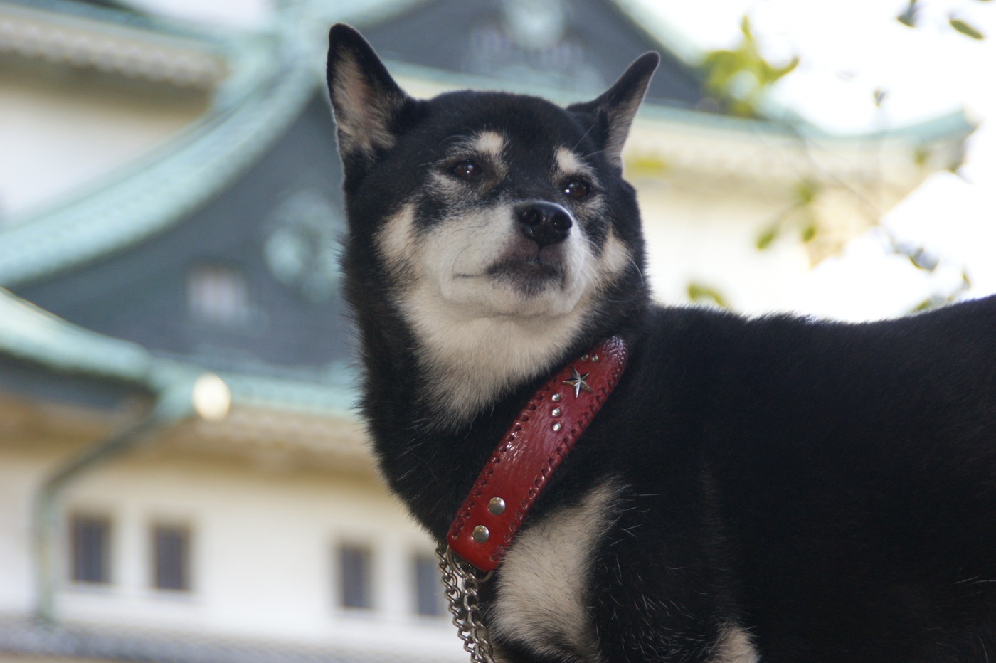 犬と名古屋の旅
