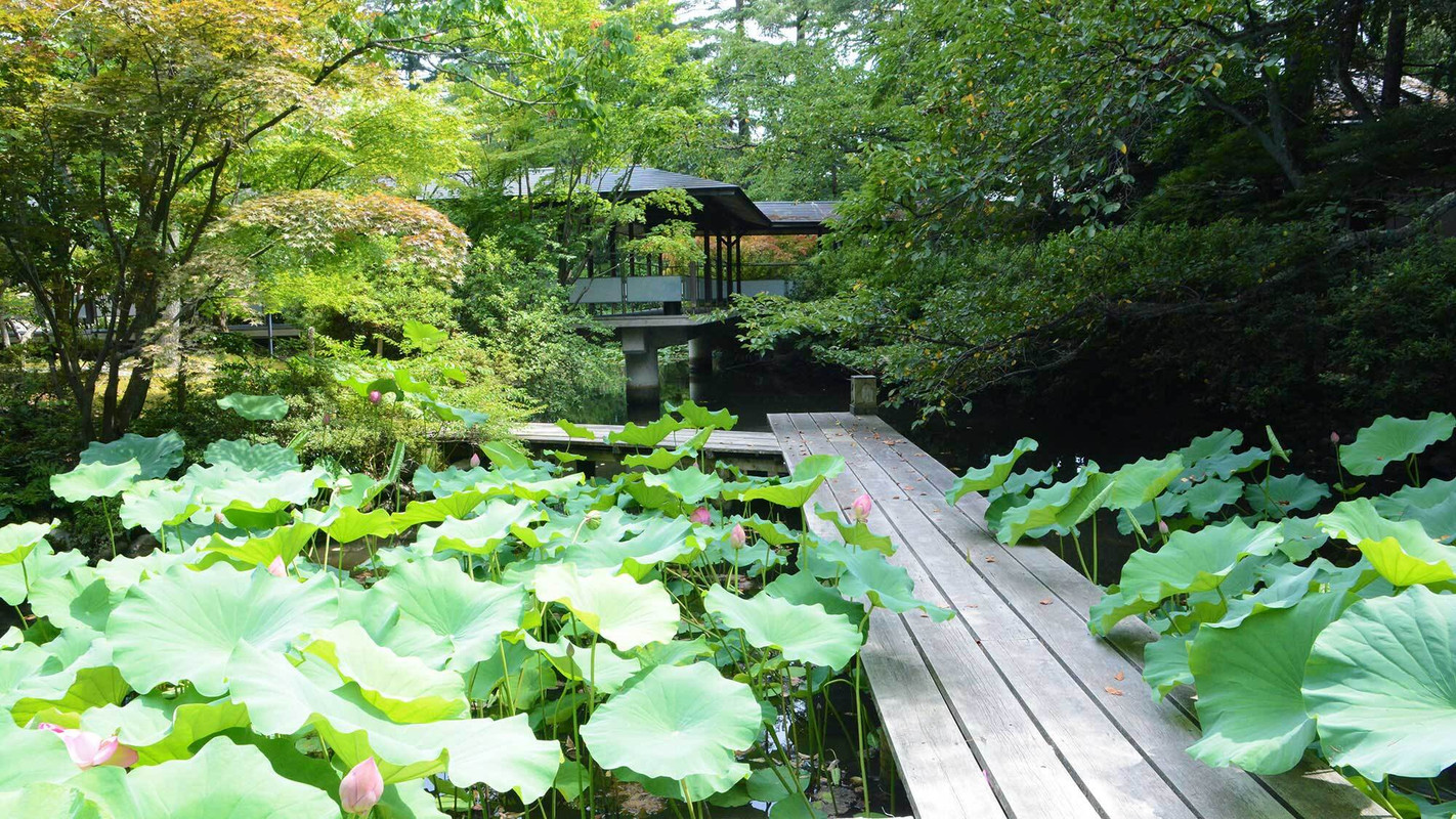 夏の松泉湖 蓮