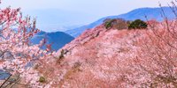 カメラ片手に徳島へ♪八百萬神之御殿の桜とうだつの町並みをお散歩旅