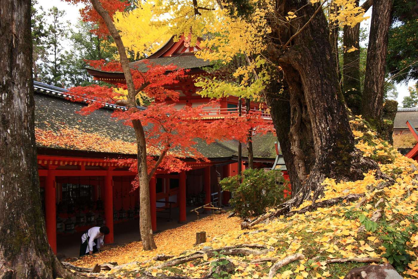 寺社仏閣 春日大社 紅葉
