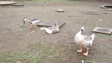 ハイキング / 11