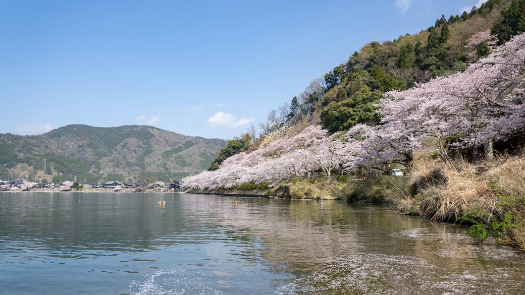 海津大崎の桜 / 2