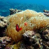 Blue Ocean Resort(沖縄県 旅館) / 3