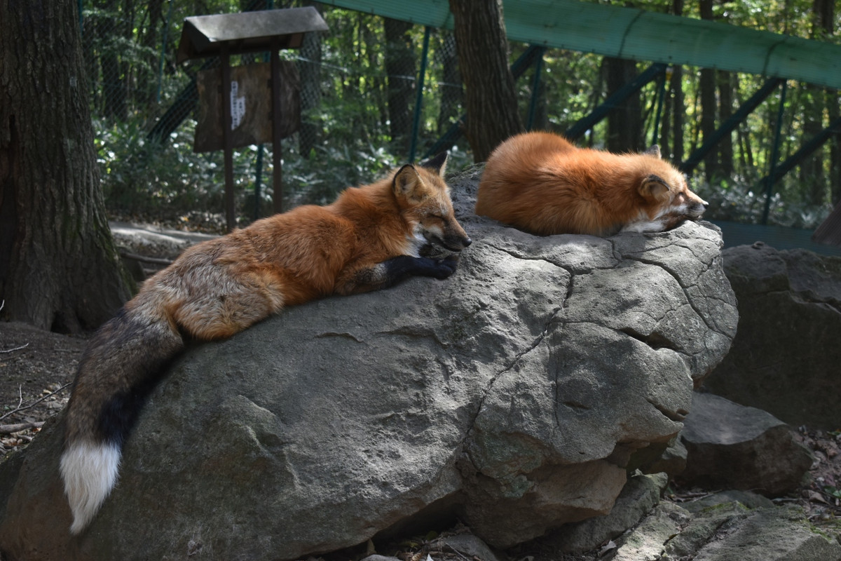宿の近くの観光施設　きつね村