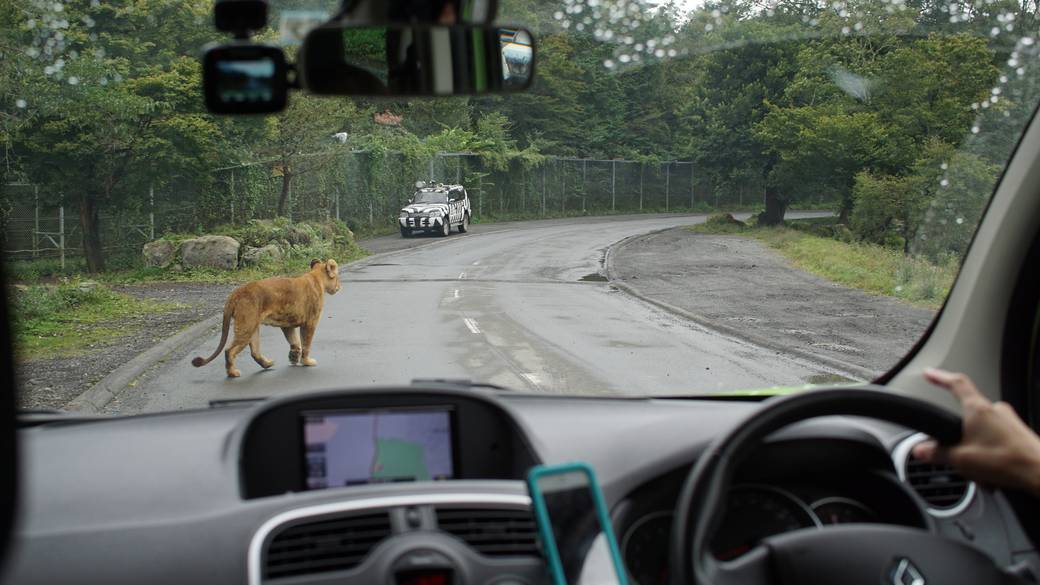 富士サファリパークで
動物たちと大接近！ / 3