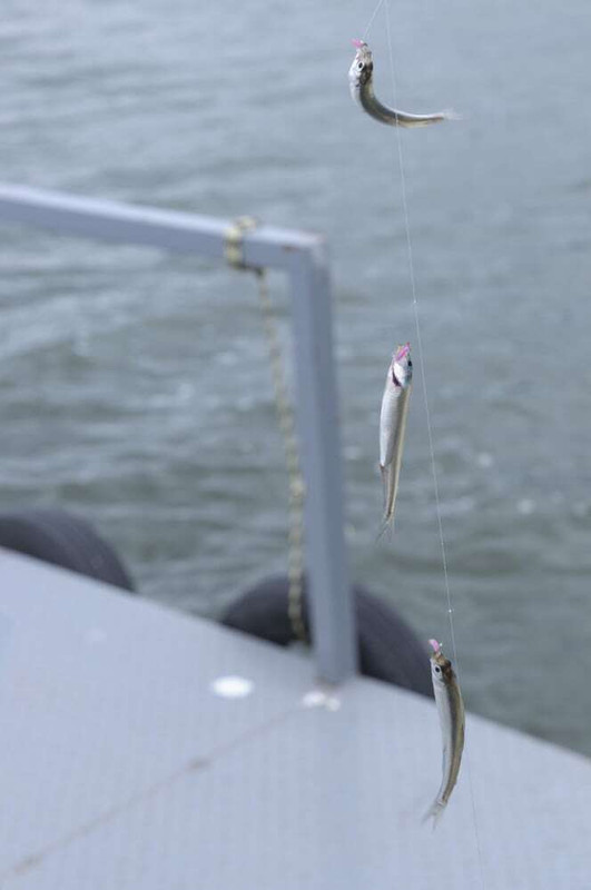釣り