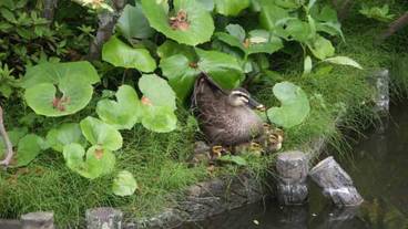 施設の敷地 / 25