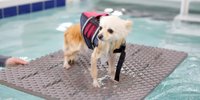 【鴨川・勝浦】自然の中でペットとのんびり♪おすすめホテル＆貸別荘7選