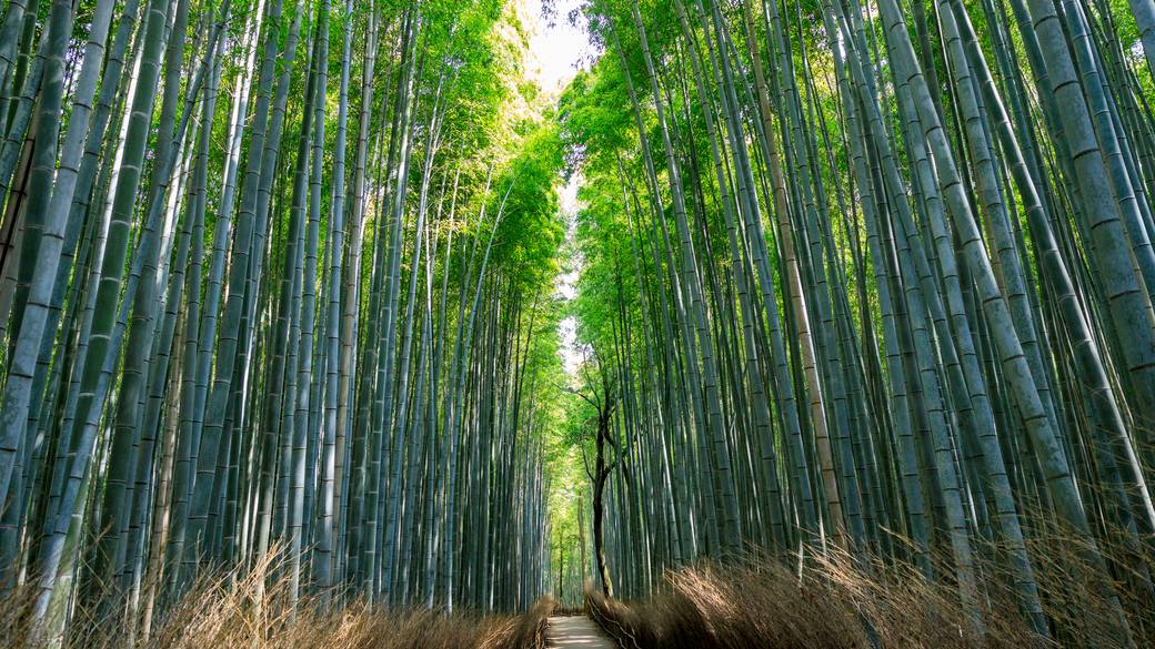 伊豆の自然を感じながら
のんびりドライブ
 / 1