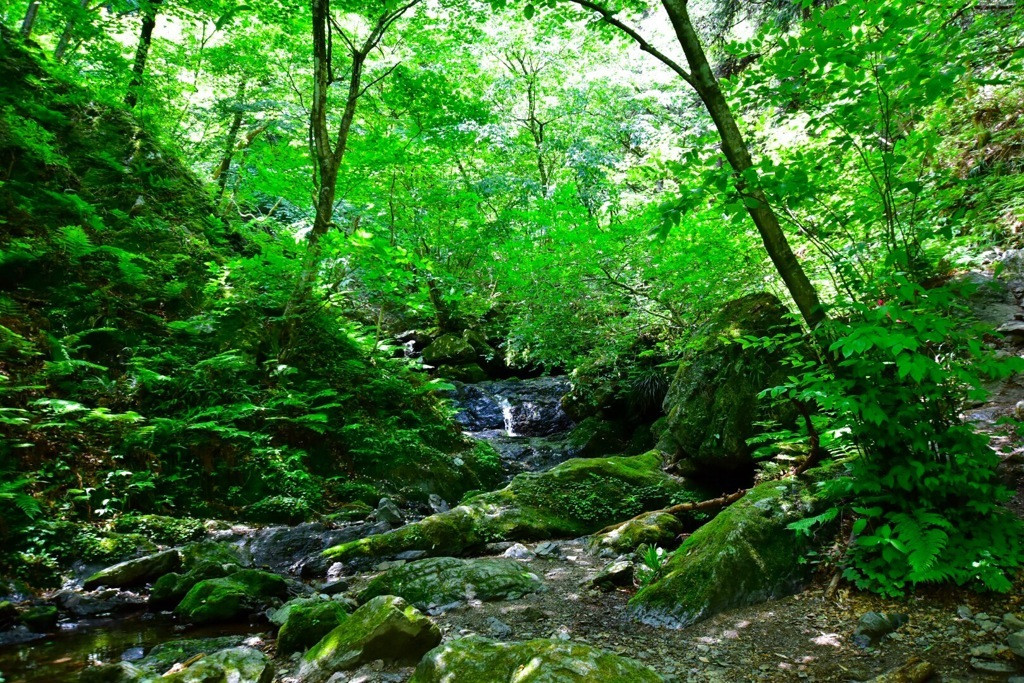 10.沢・岩場・急登あり「棒ノ折山」/埼玉県・東京都4088438