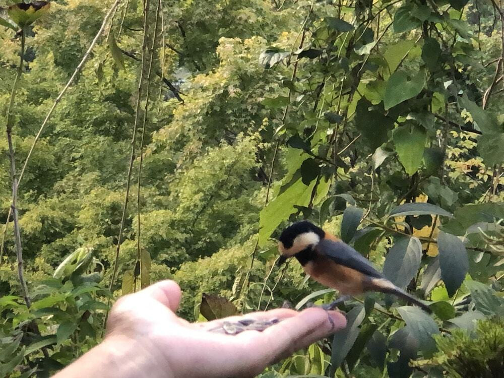 テラス / パティオ