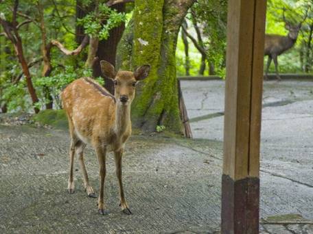 奈良・春日奥山 月日亭 / 4