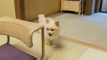 ペット同伴可 / 3