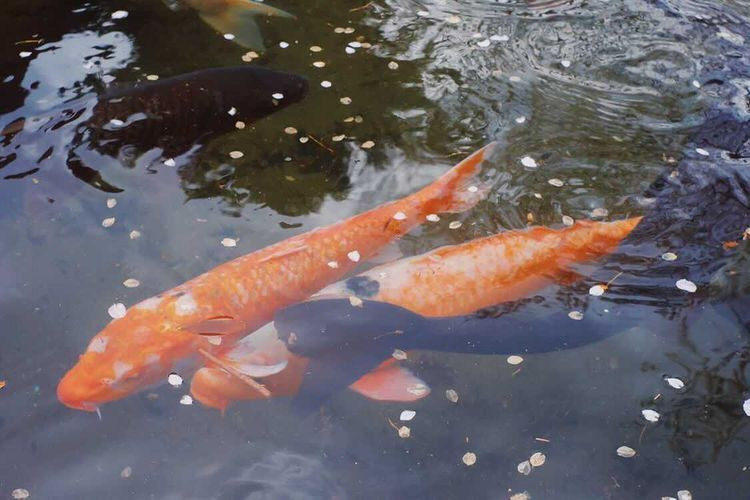 yurilly_0926さんの写真 / 1