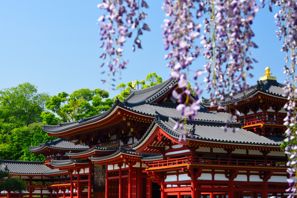 極楽浄土を思わす花々の宴1019141