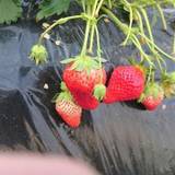 アグリタウン（アグリタウン）