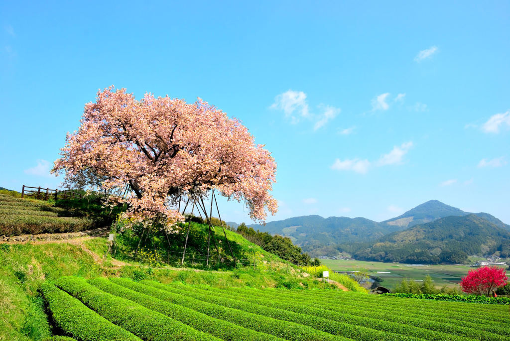 「嬉野温泉」は女性にうれしい美肌効果が期待できる温泉♪4010191